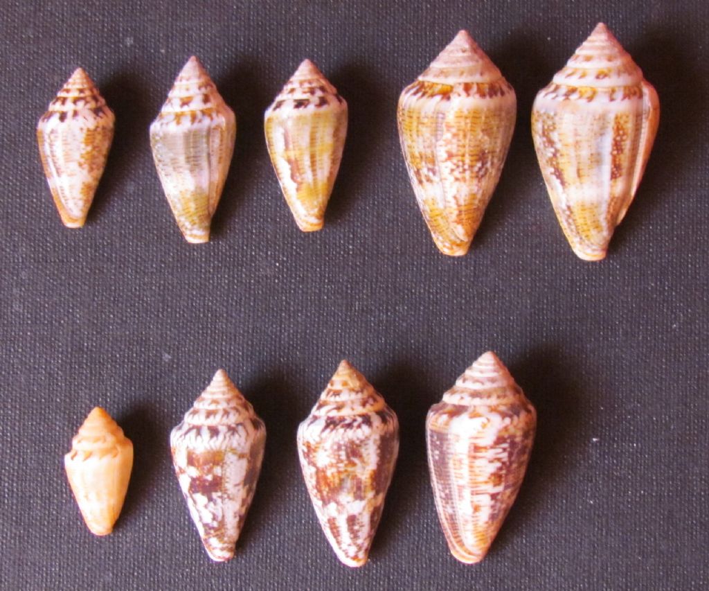 Conus ventricosus